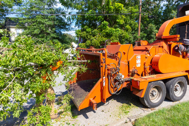 Emergency Storm Tree Removal in Sharon Hill, PA